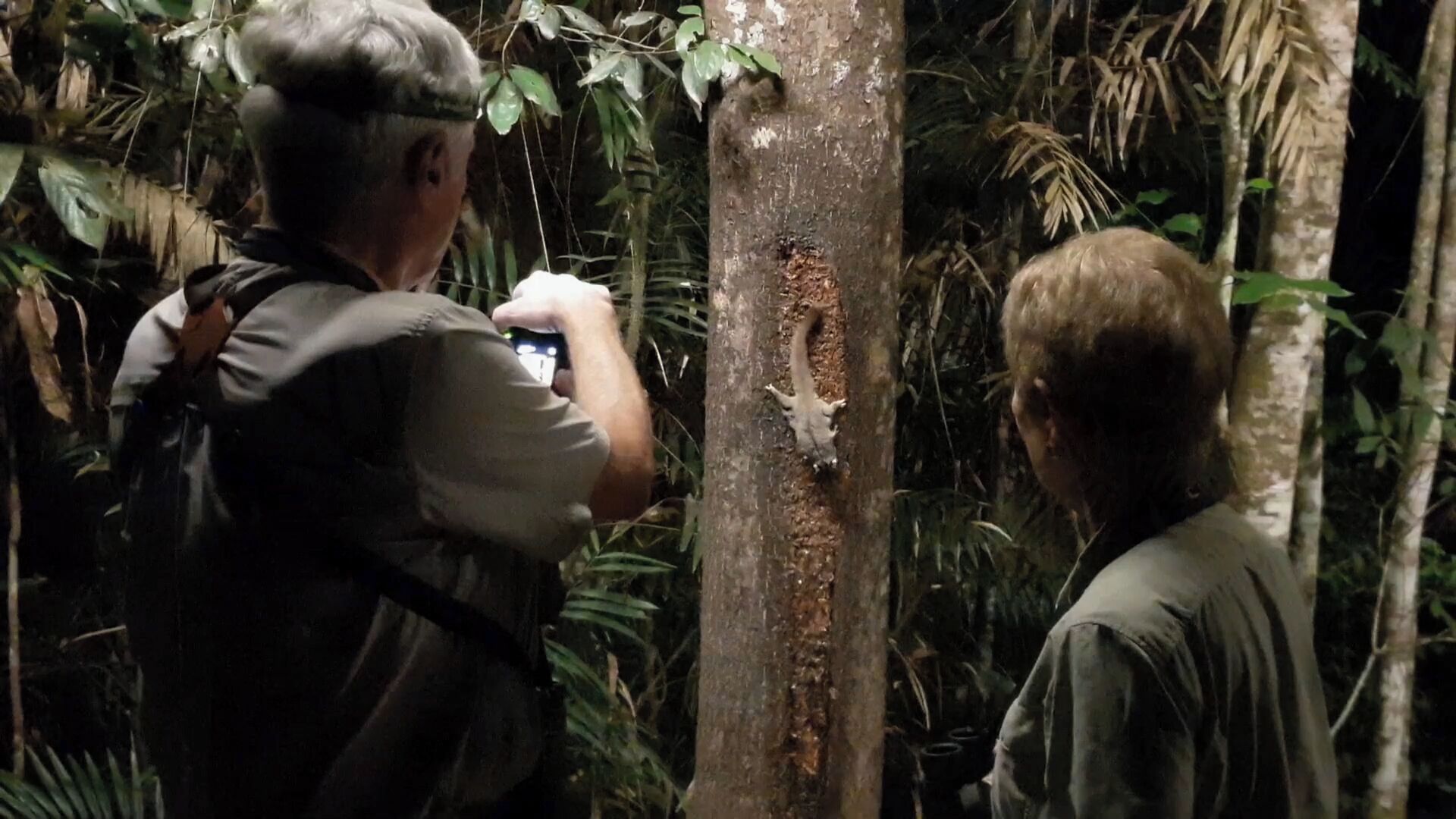 Two people examining a tree trunk in a forested area.