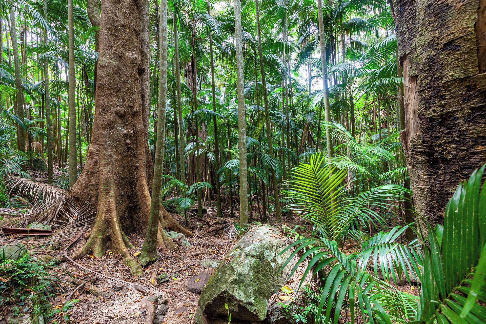 A dense forest with tall trees and ferns.
