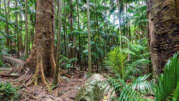 A dense forest with tall trees and ferns.