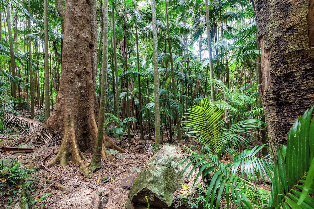 Chambers Wildlife Rainforest Lodges by null