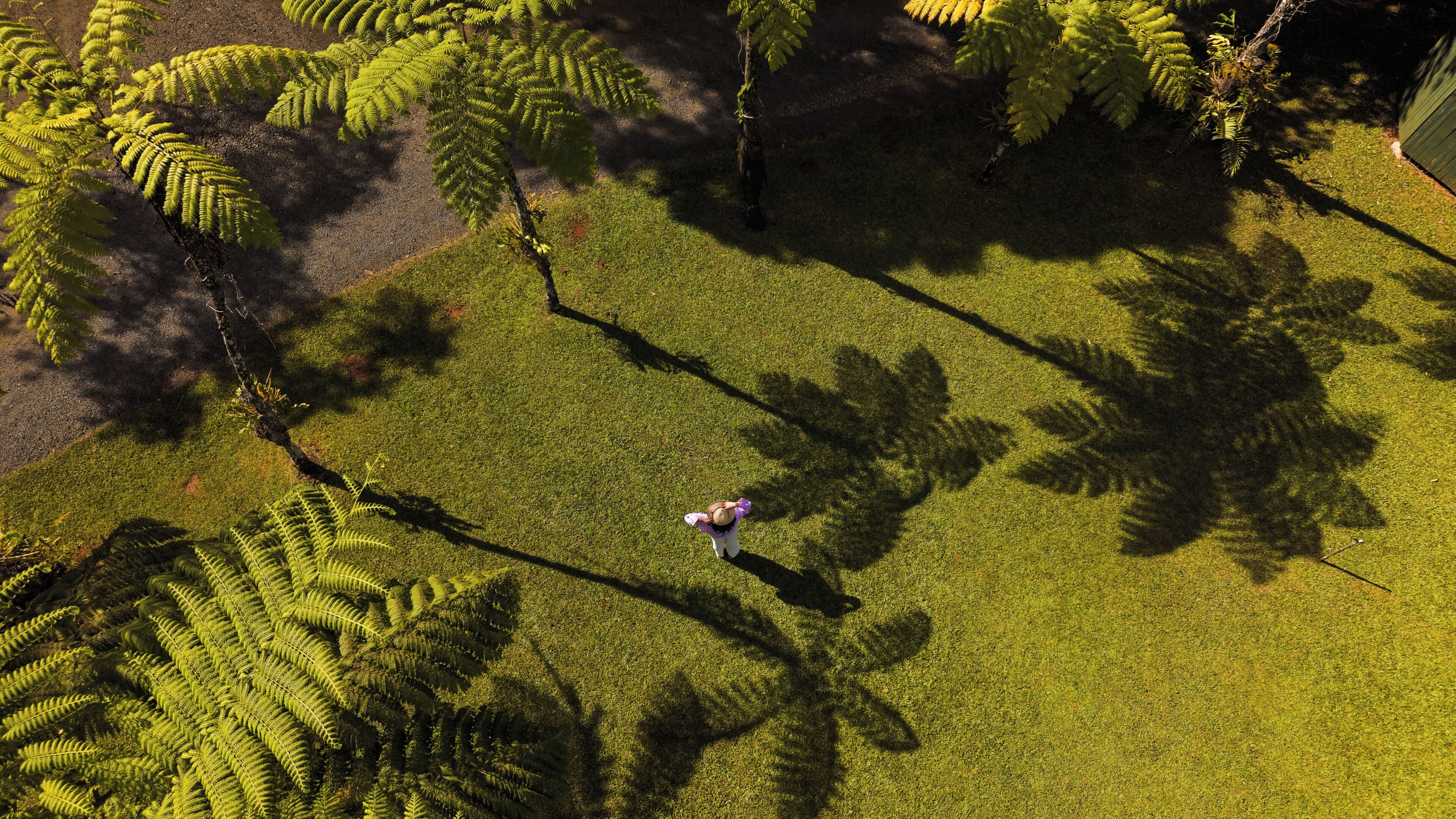 An aerial view of a park with ferns and a person standing in the grass.