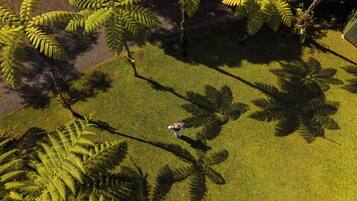 An aerial view of a park with ferns and a person standing in the grass.