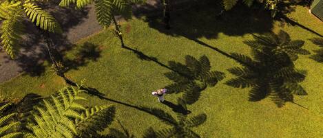 An aerial view of a park with ferns and a person standing in the grass.