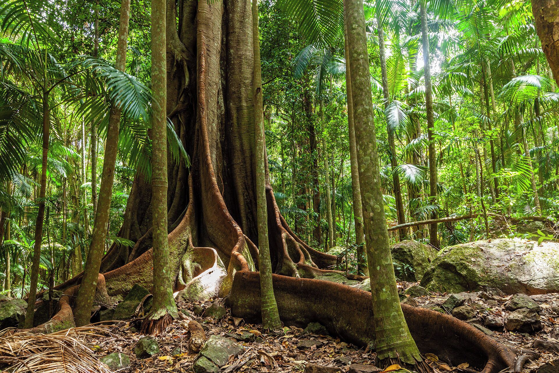 A dense forest with large trees and thick undergrowth.