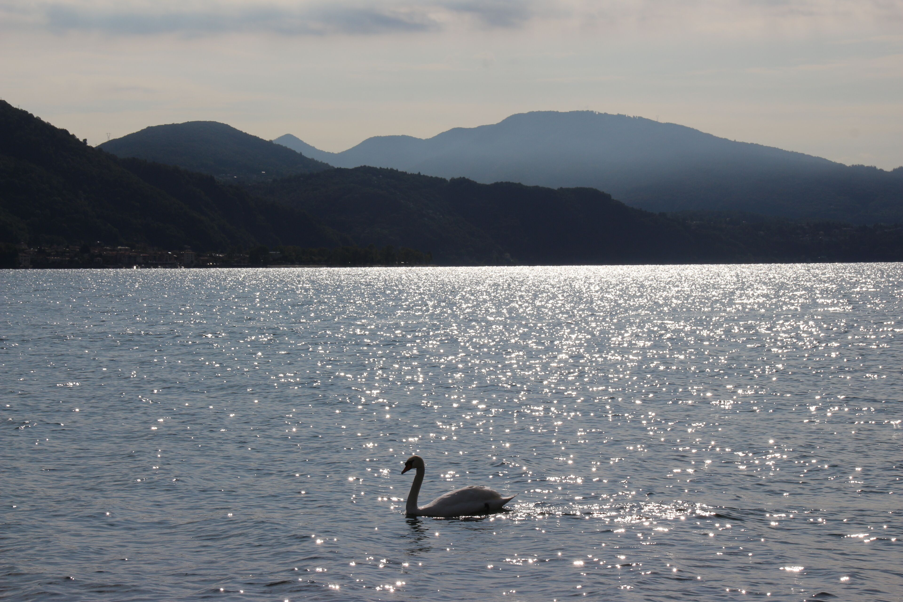 A swan swimming in a calm lake with mountains in the background.