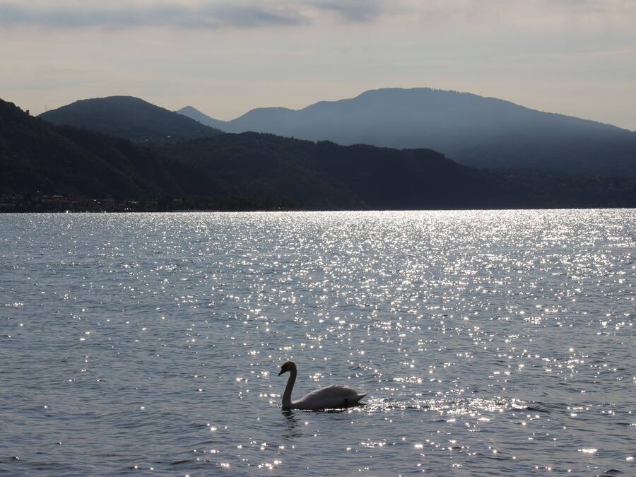 Un cygne nage dans un lac paisible, avec des montagnes en arrière-plan.