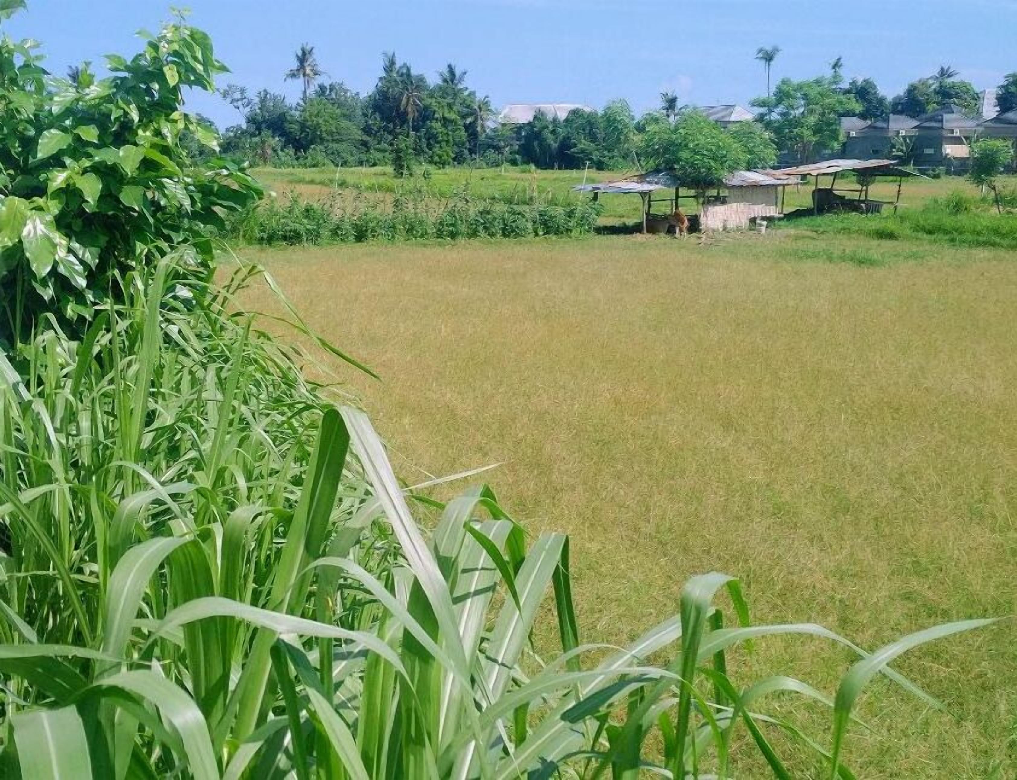 standard double room, 1 queen bed, garden view | 1 bedroom, premium bedding, down duvets, pillow-top beds