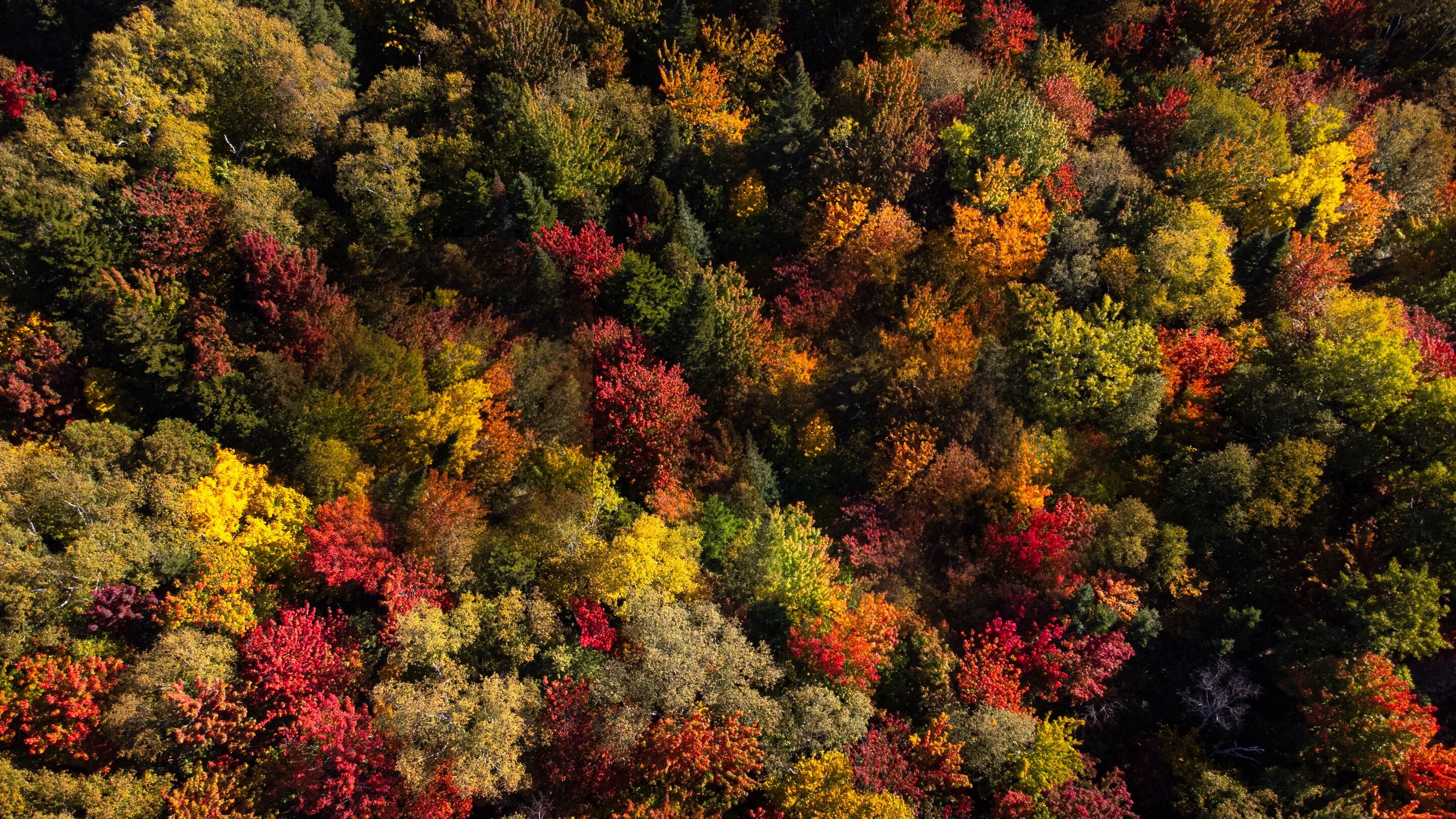 A dense forest with a variety of trees displaying autumn colors.