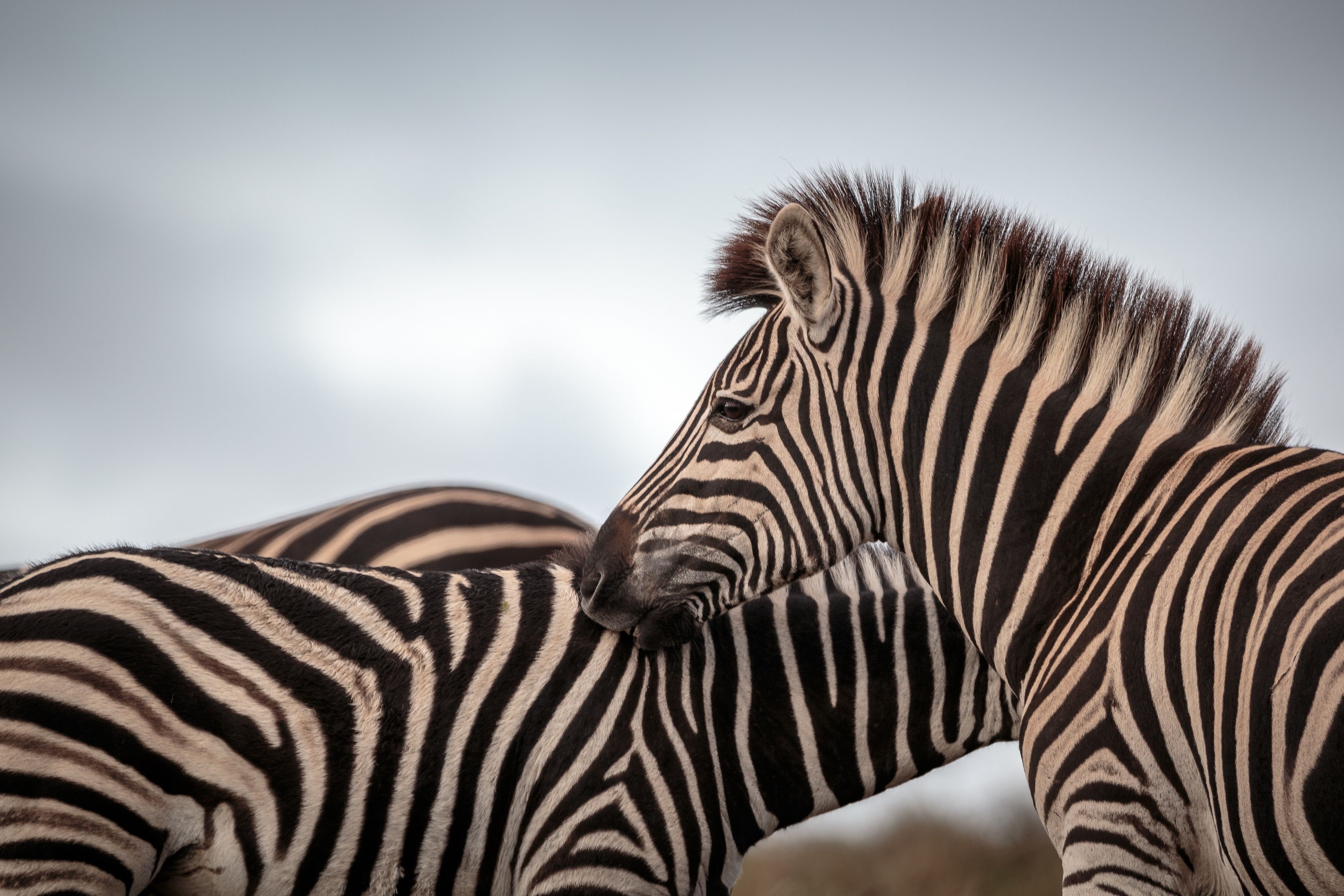 A close-up of a zebra's head and neck.