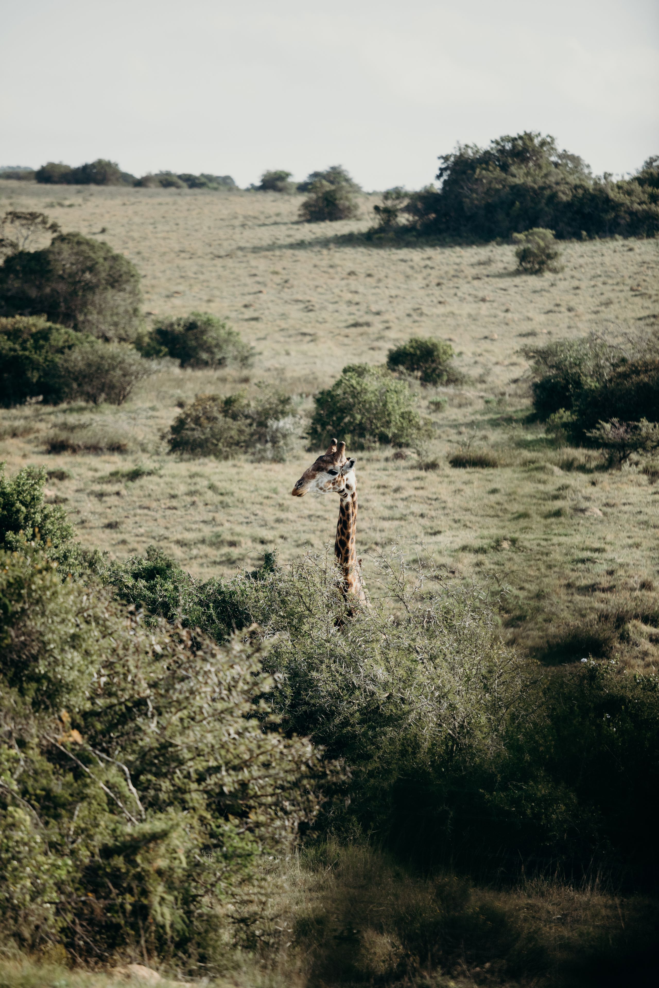 A giraffe standing in a grassy field with scattered bushes and trees.