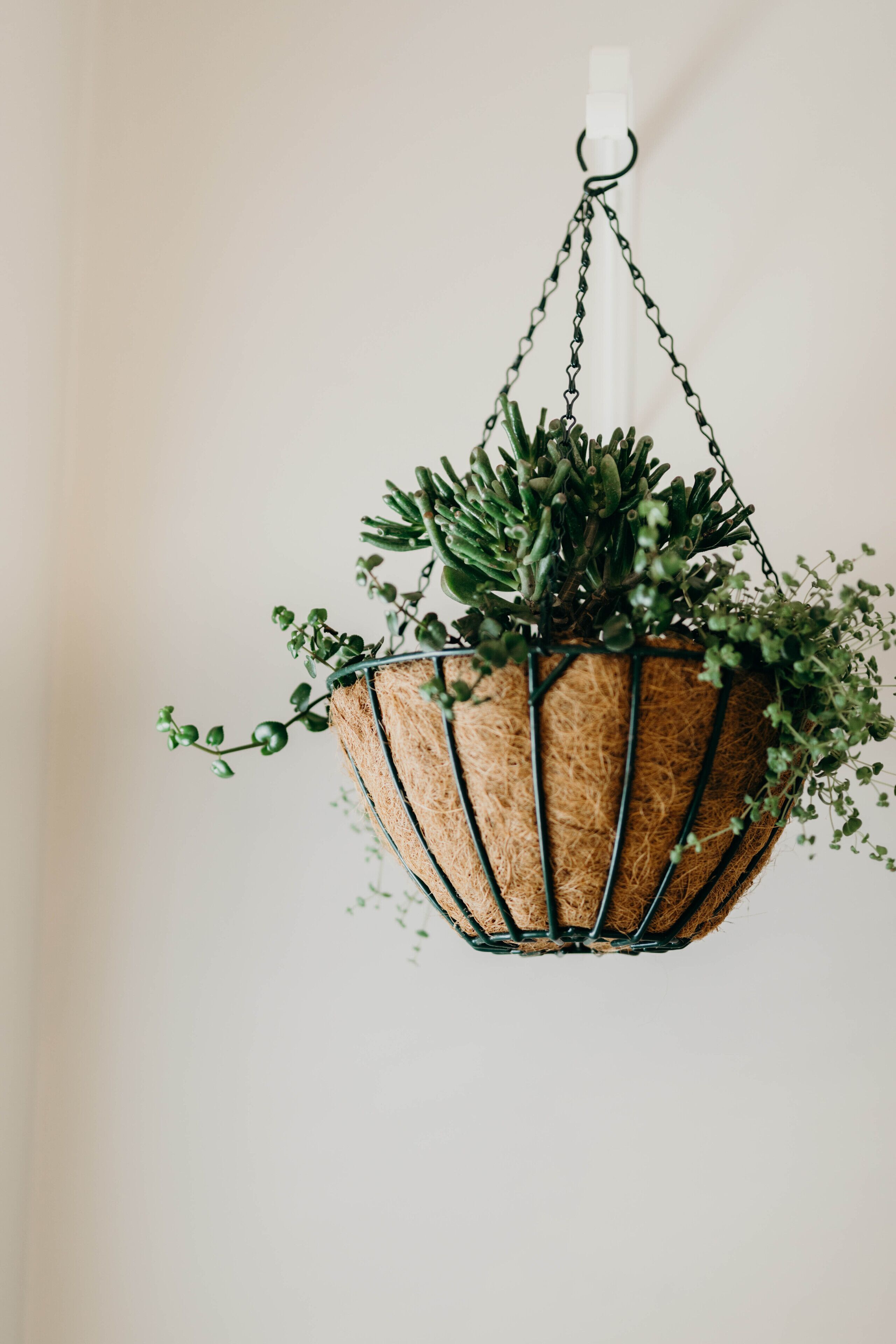 A hanging plant basket with a white hanging mechanism.