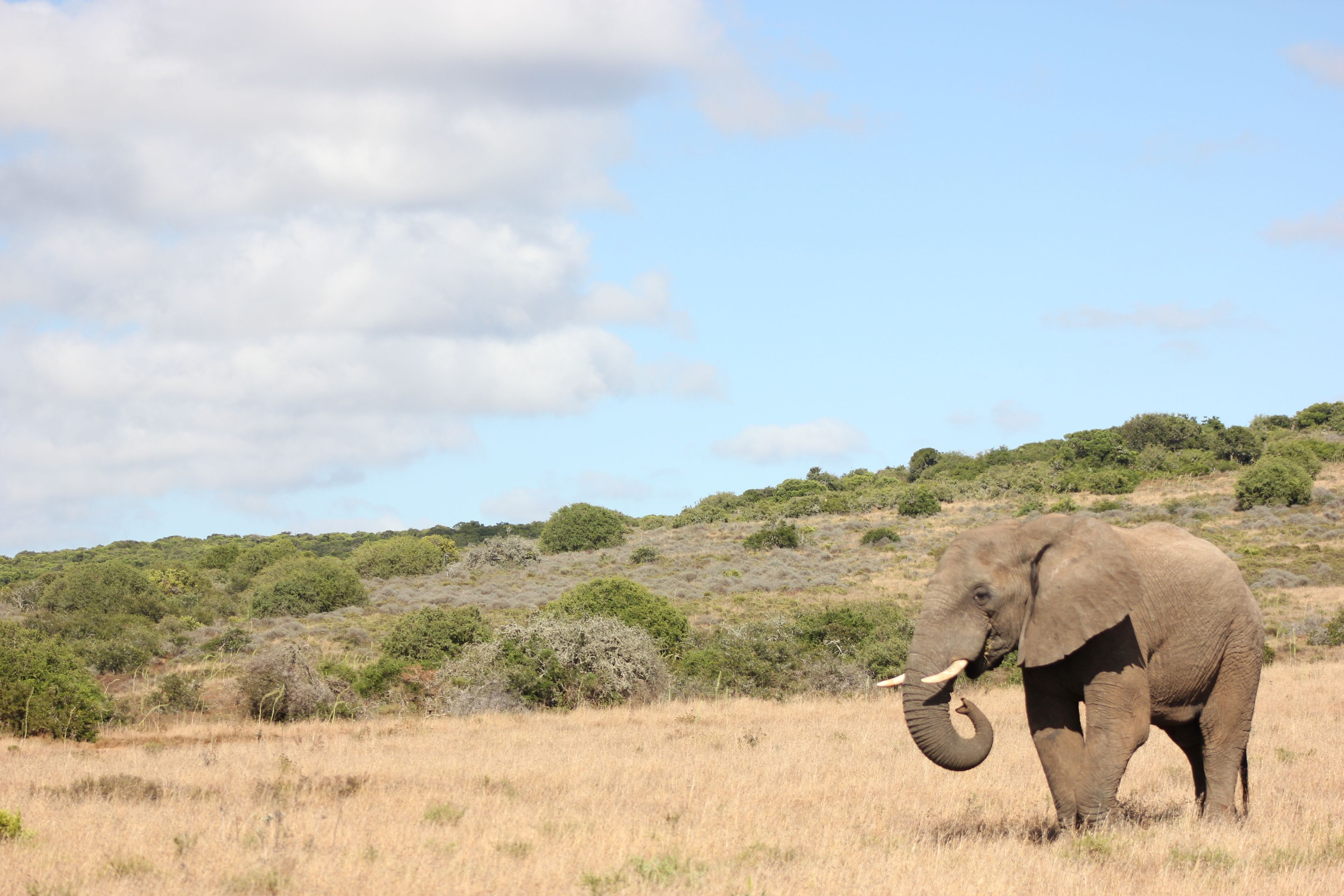 An elephant in a grassy field with a hilly background and scattered trees.