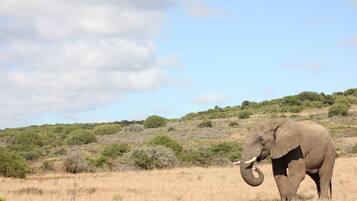 An elephant in a grassy field with a hilly background and scattered trees.