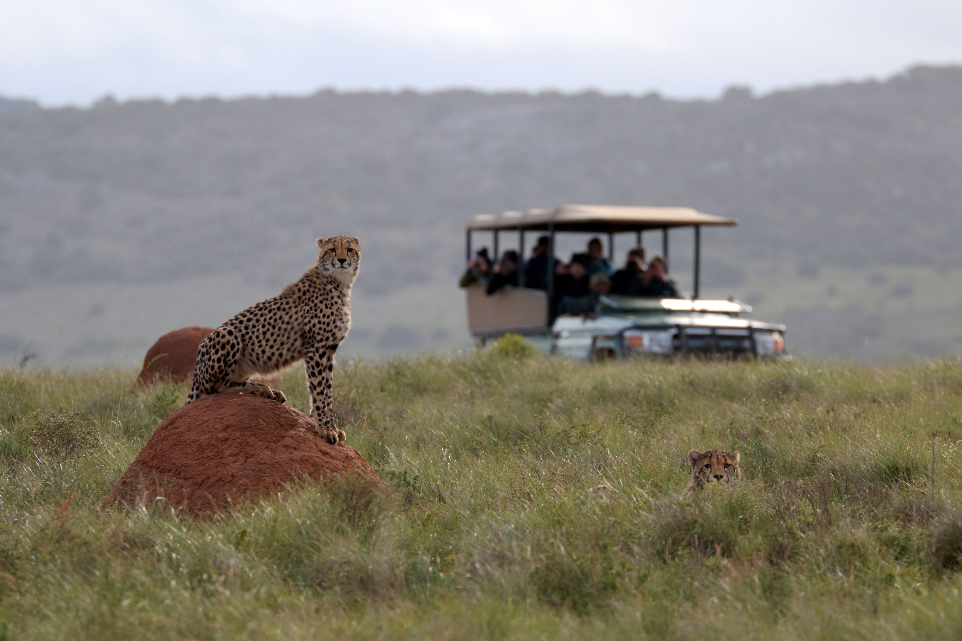 Un guepardo sobre un montículo con un vehículo de safari al fondo.