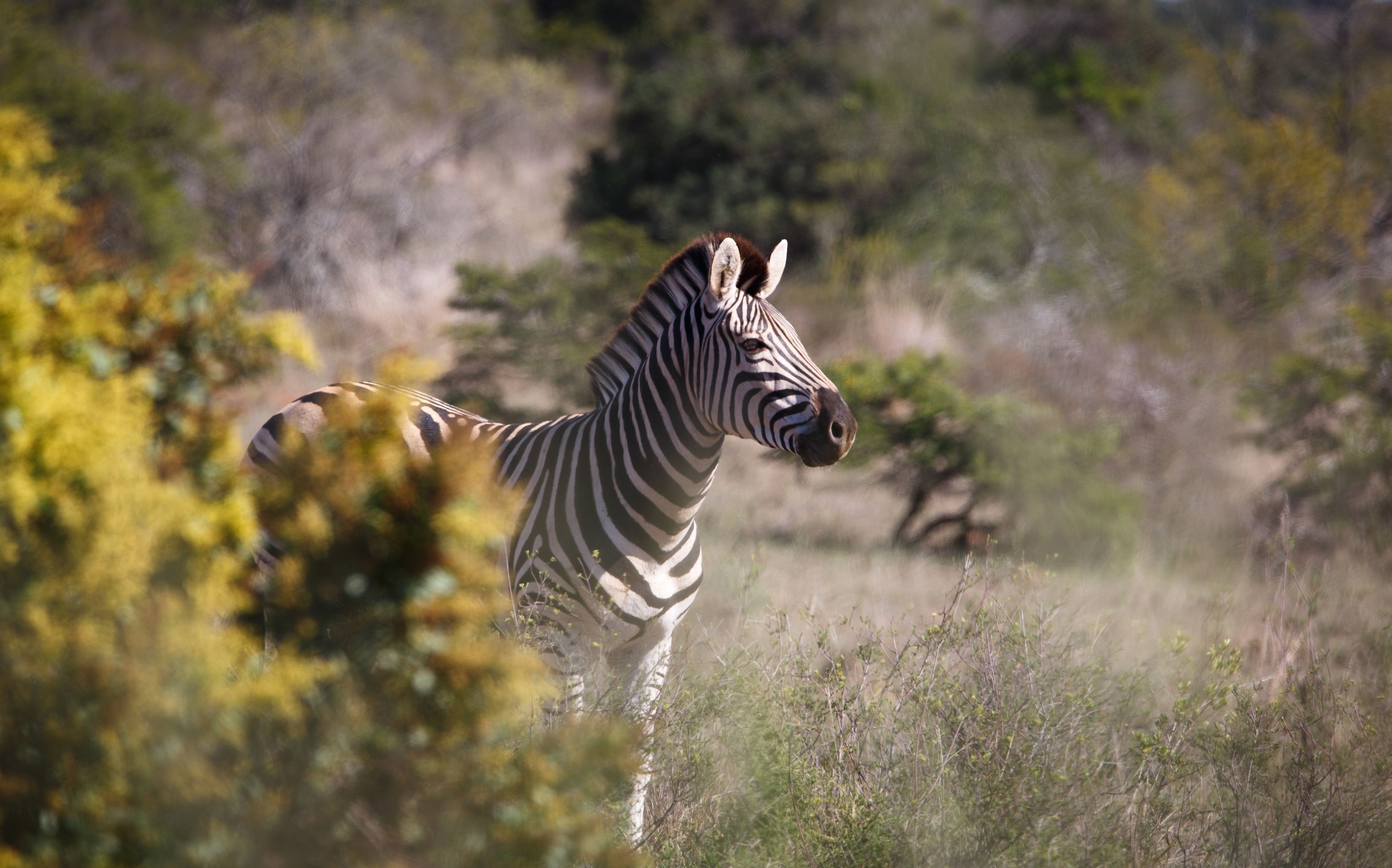A zebra in a natural setting with trees and shrubs.