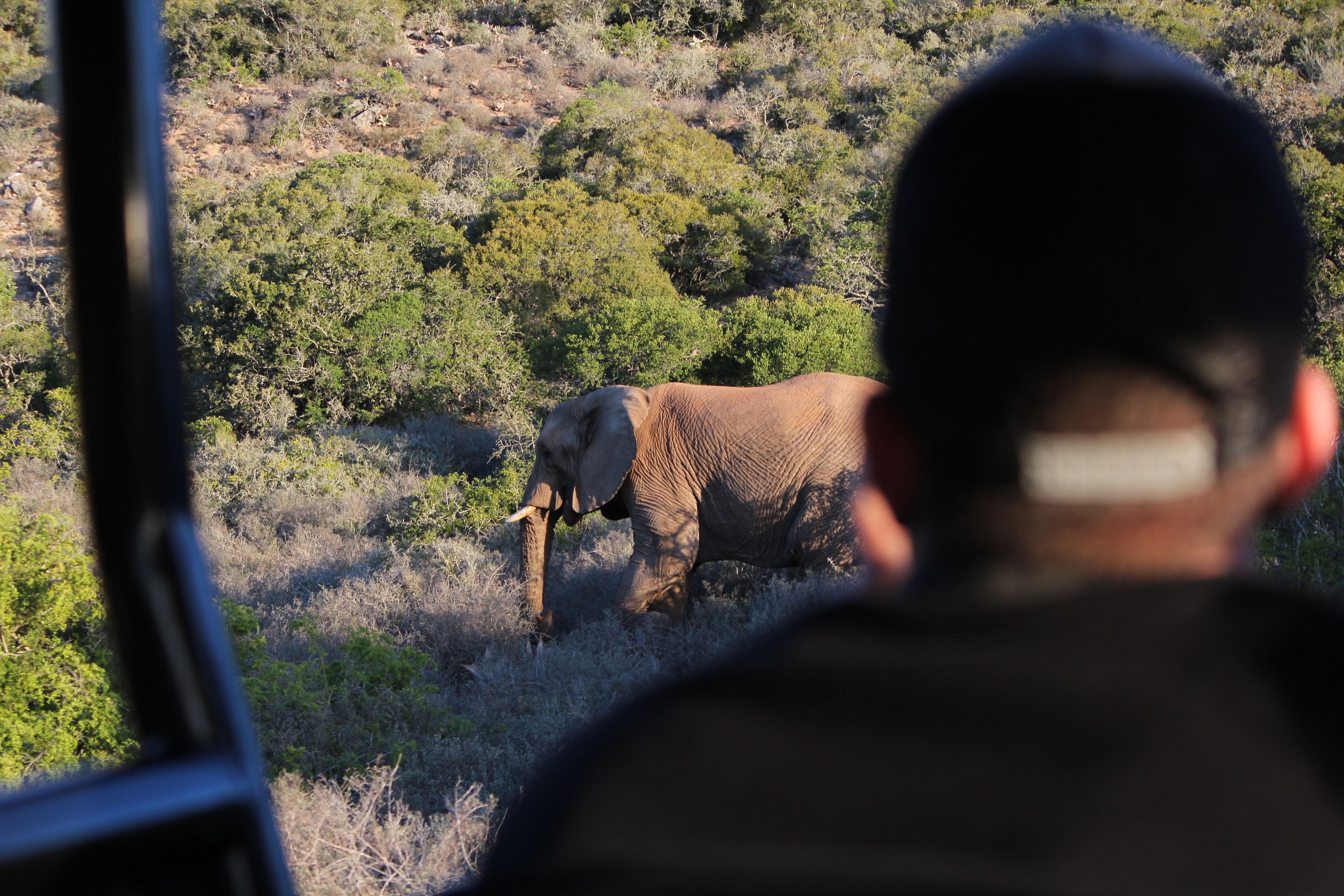 Une personne observant un éléphant dans son environnement naturel.