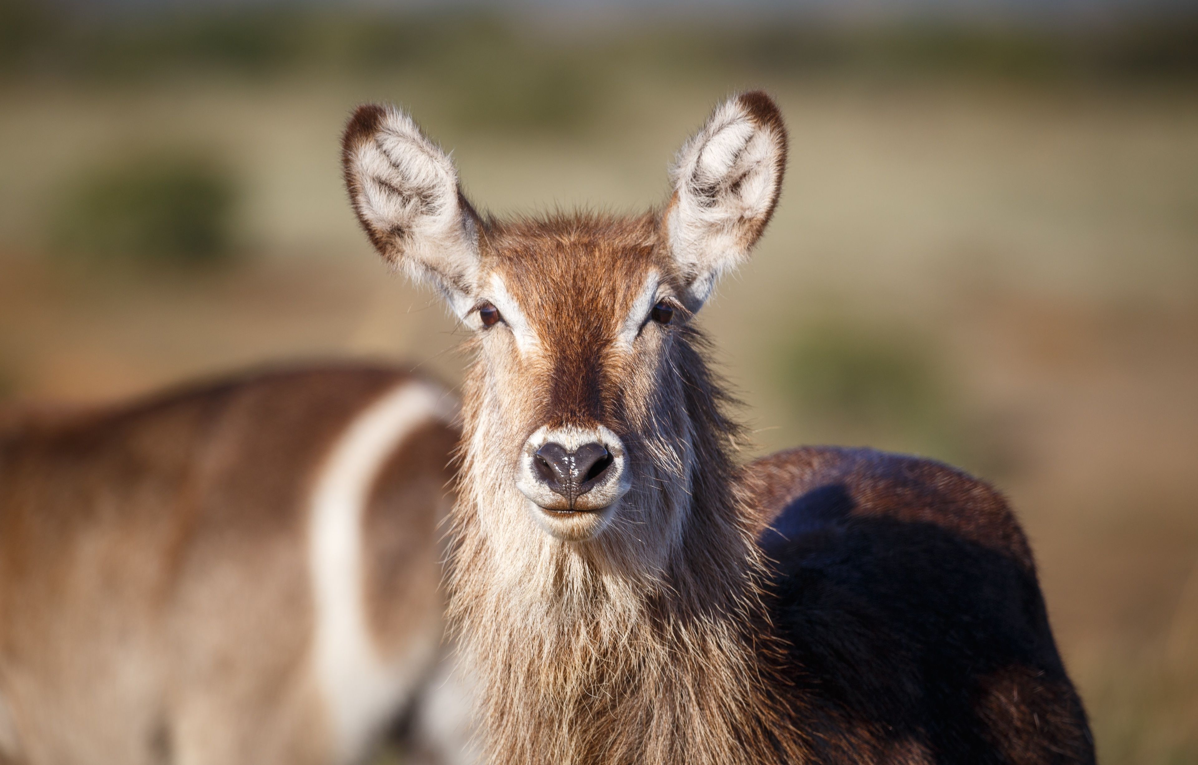 A close-up of a deer with a brown coat and white markings on its face.