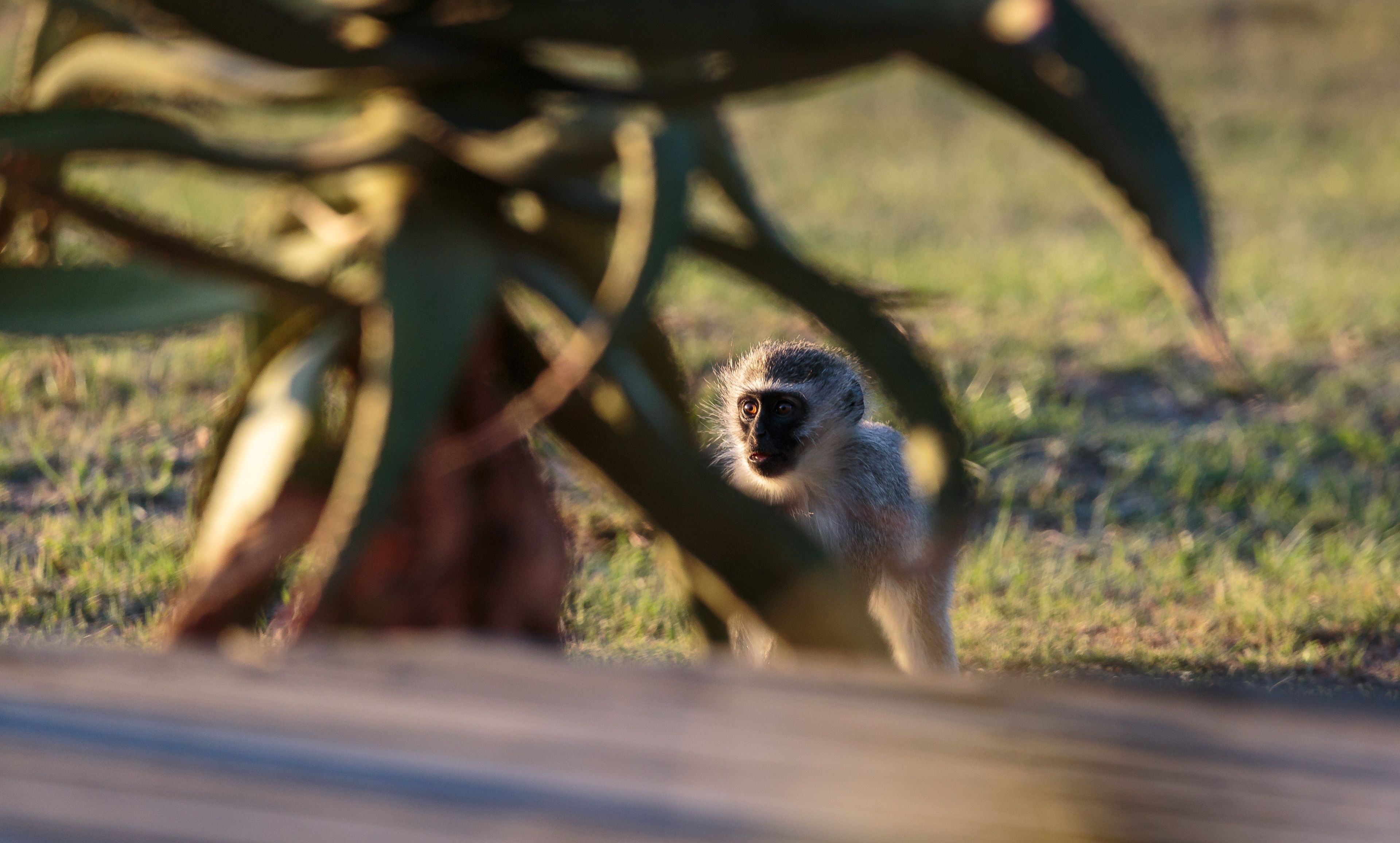 Un singe qui observe à travers le feuillage, avec un arrière-plan flou qui évoque un environnement naturel en plein air.