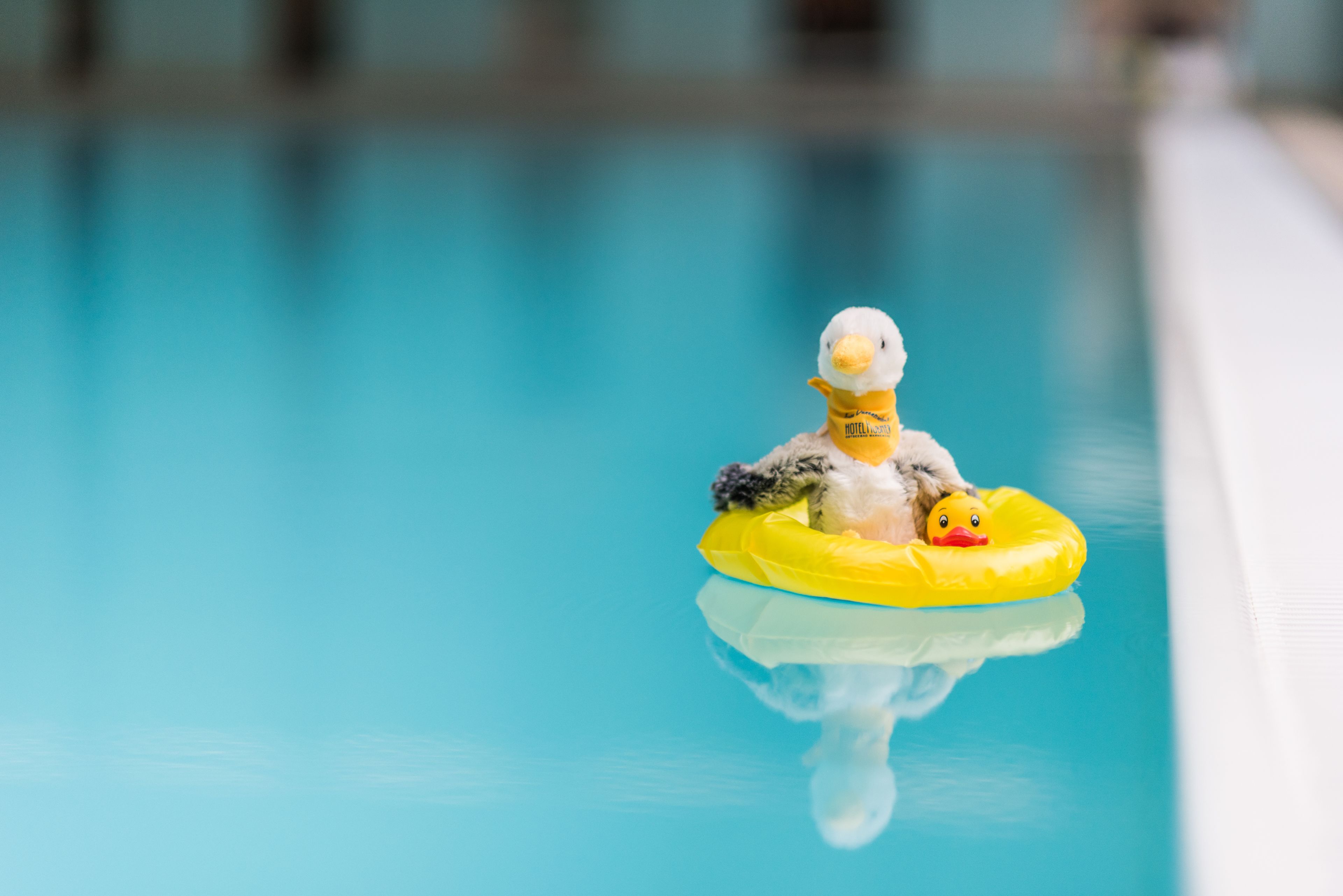 indoor pool, pool loungers
