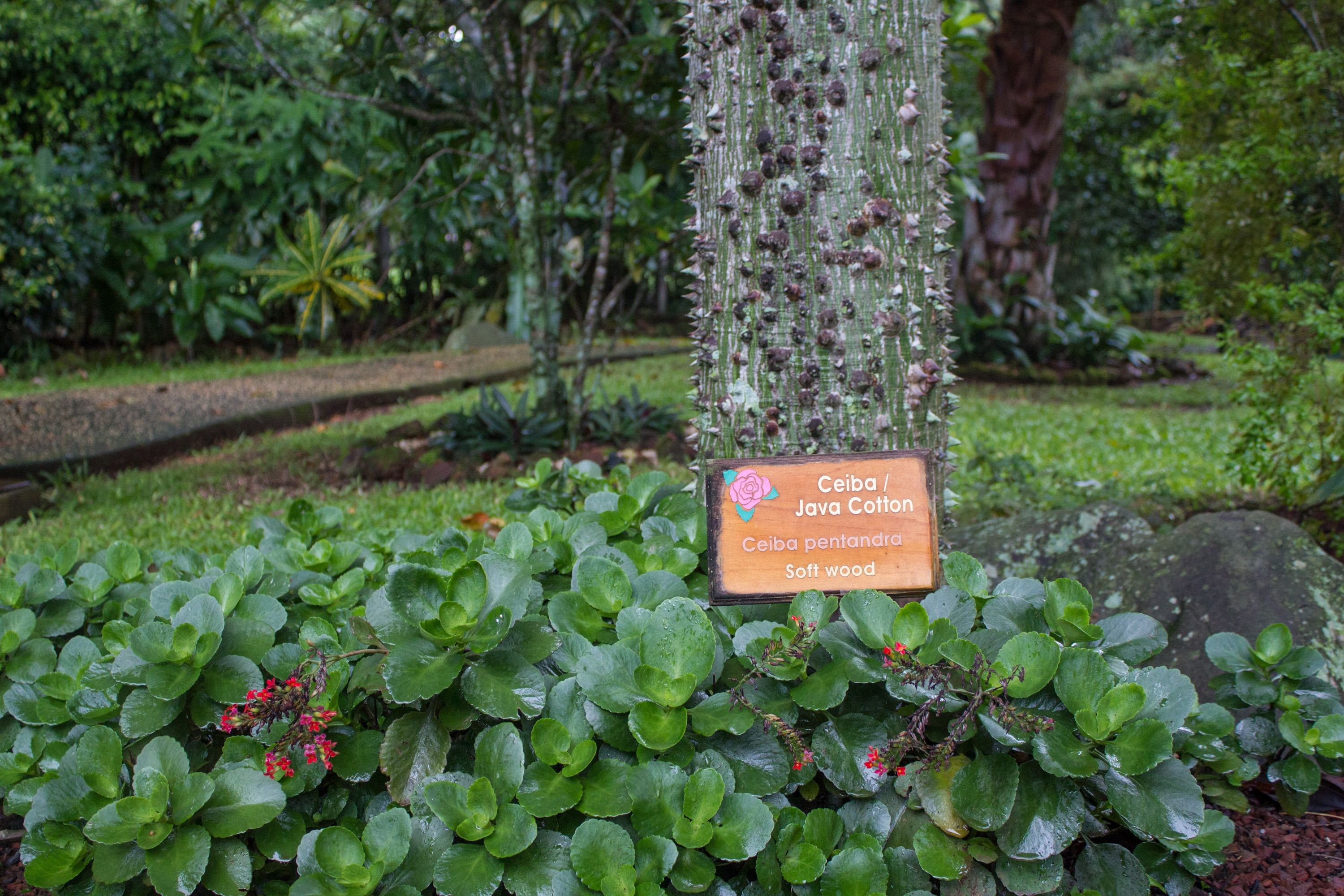 Un árbol de ceiba con un cartel que indica su nombre y tipo.