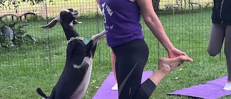 A person performing a yoga pose outdoors on a mat with a goat standing on its hind legs.