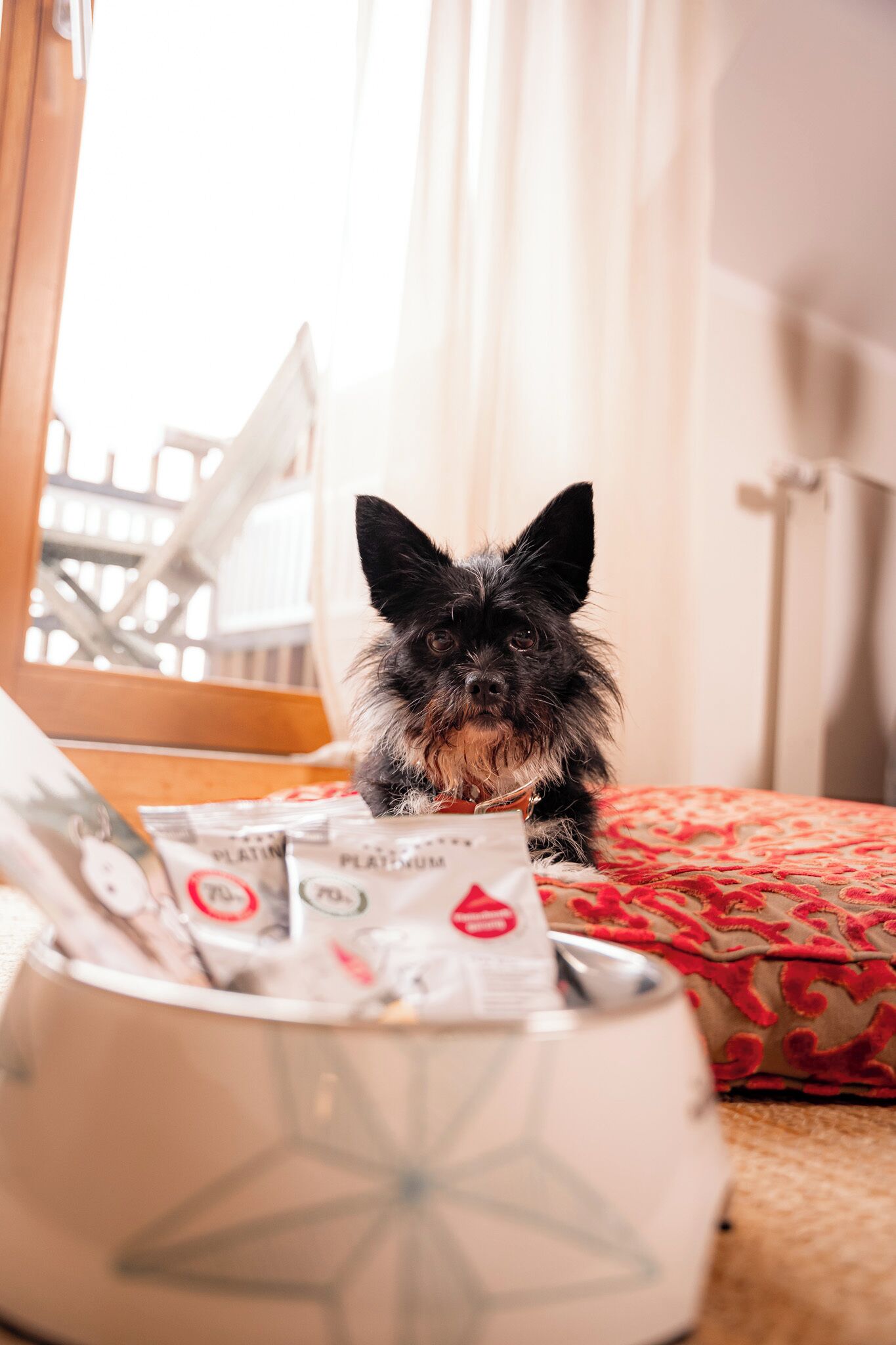 Een kleine hond zit op een bed met een gestreept kleed, een wit kussen en een witte tas met een rood logo.