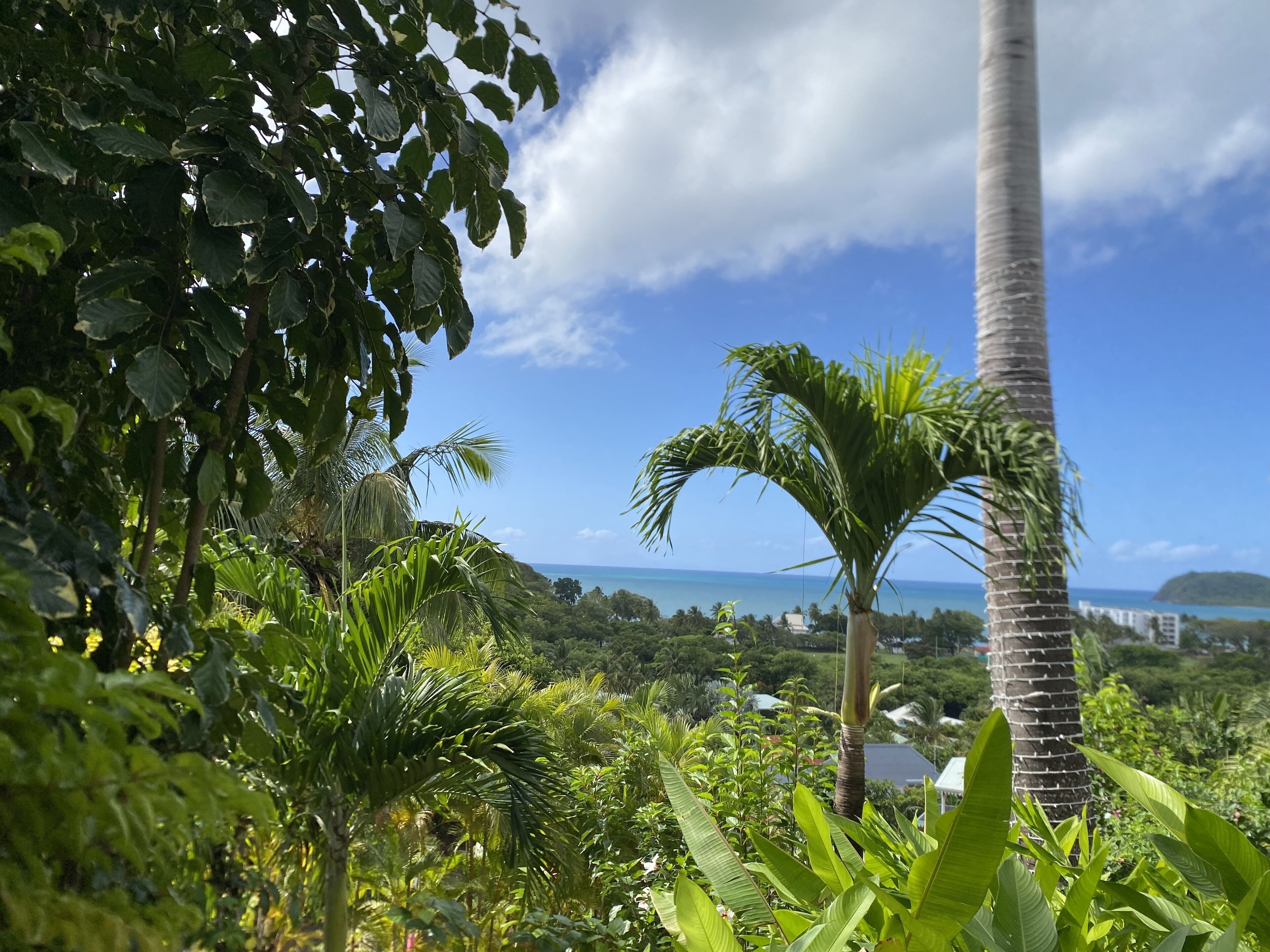 A lush tropical landscape with dense foliage and a palm tree, overlooking a clear blue sky and a distant view of a coastline.