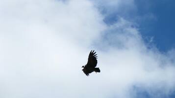 A bird in flight against a sky with clouds.