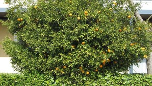 A well-maintained hedge and a tree with orange fruits, likely citrus, in front of a building with a white facade and windows. - Top Motel (Istres)