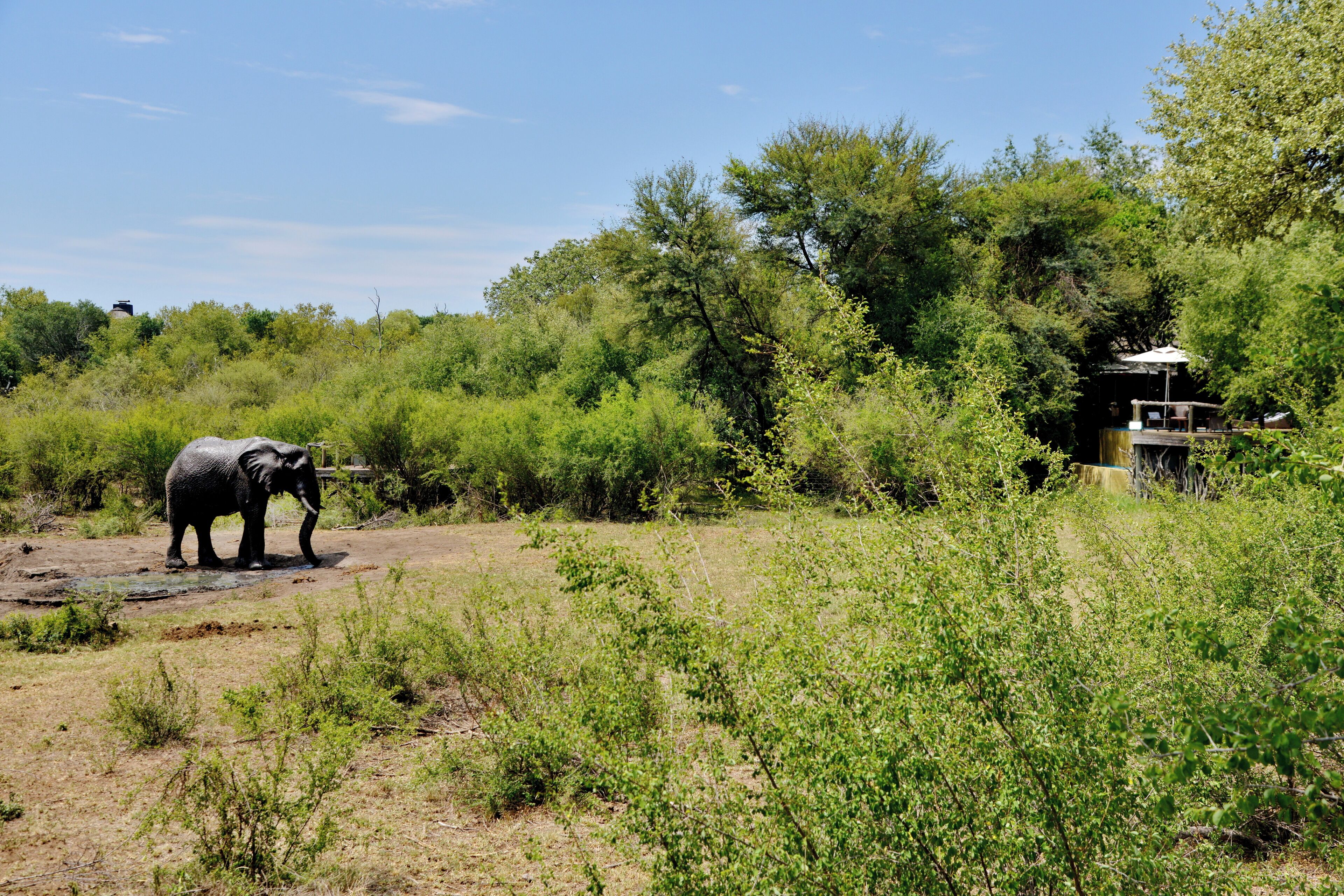 Un elefante en su hábitat natural, con vegetación exuberante y una estructura al fondo.