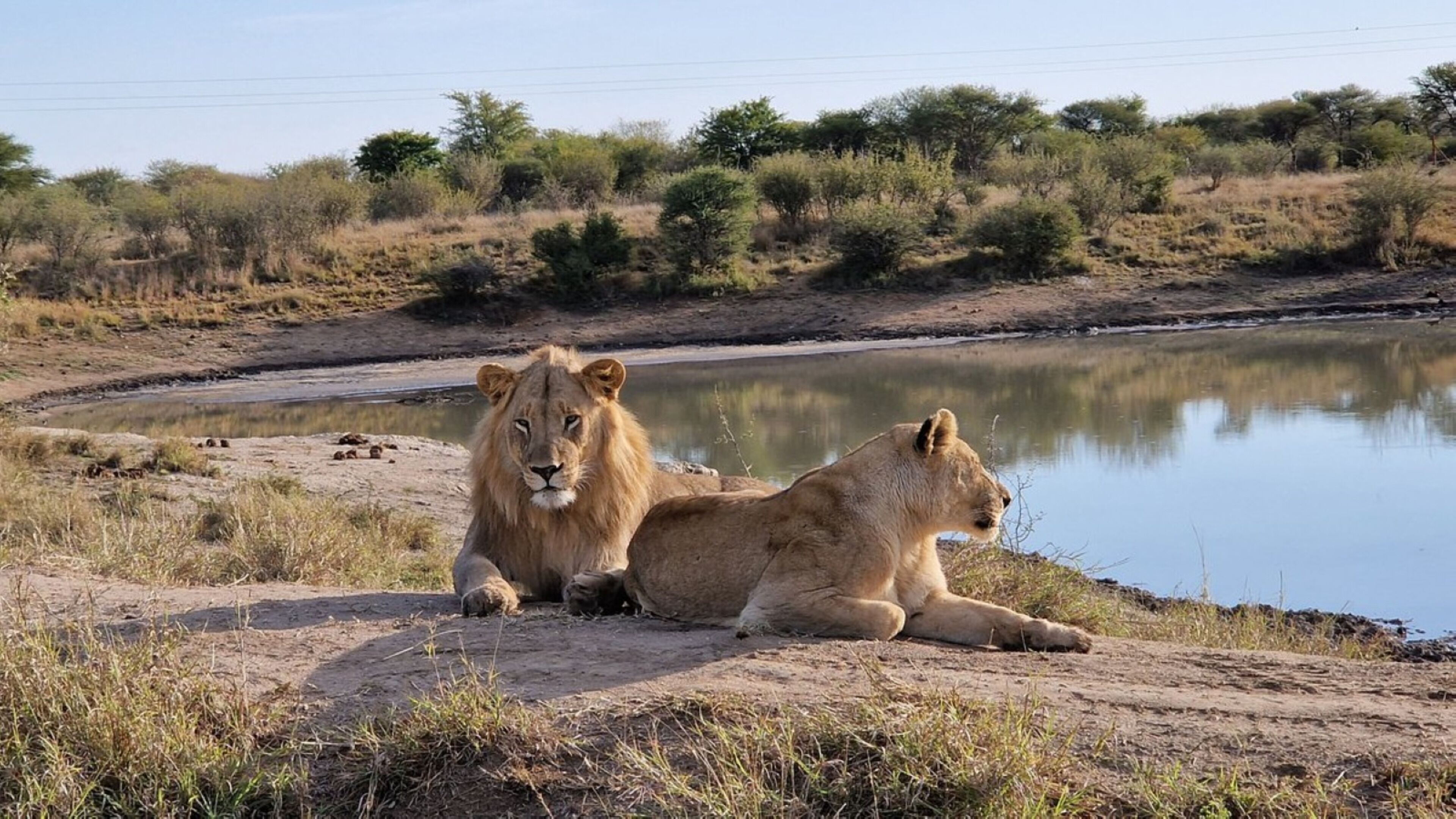 Two lions sitting by a water body in a natural setting with sparse vegetation and trees in the background.