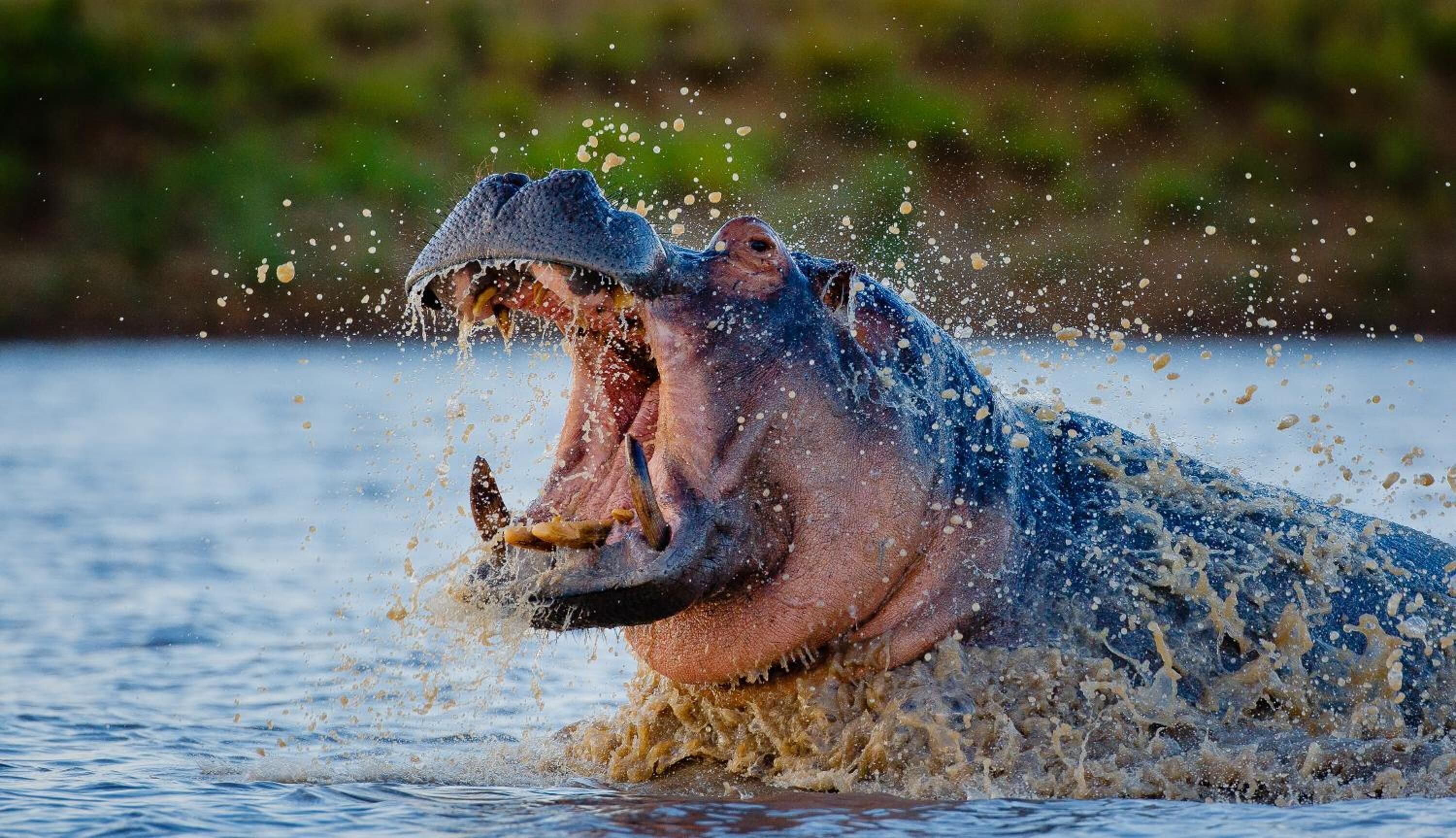A hippopotamus in water splashing.