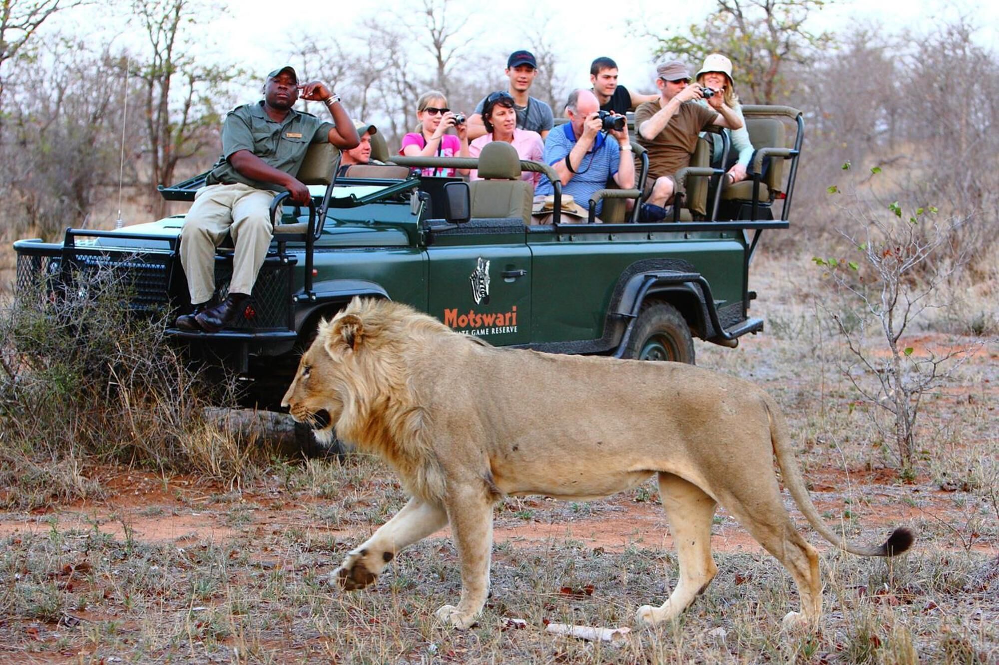 A safari vehicle with passengers and a lion walking in the background.