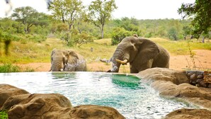 Two elephants by a pool with rocks and trees in the background. - Motswari Private Game Reserve Resort by NEWMARK (Bushbuckridge)