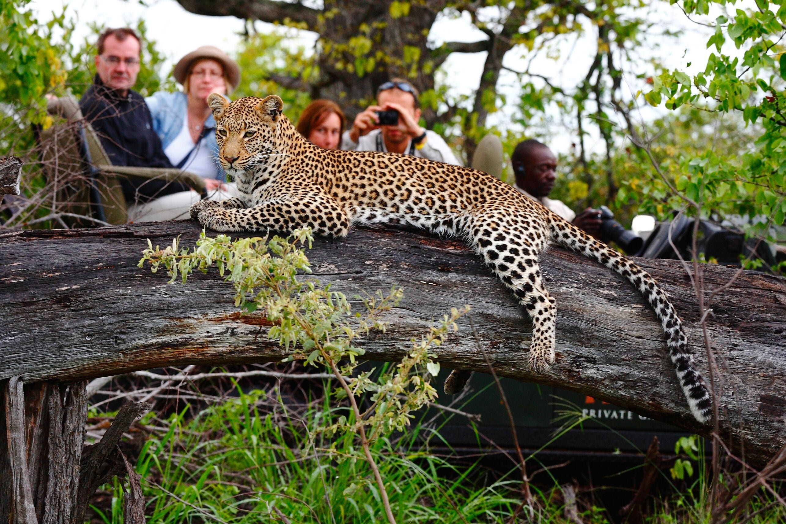 Un leopardo descansando sobre un tronco, con personas de fondo.