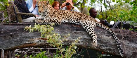 A leopard resting on a log with people in the background.