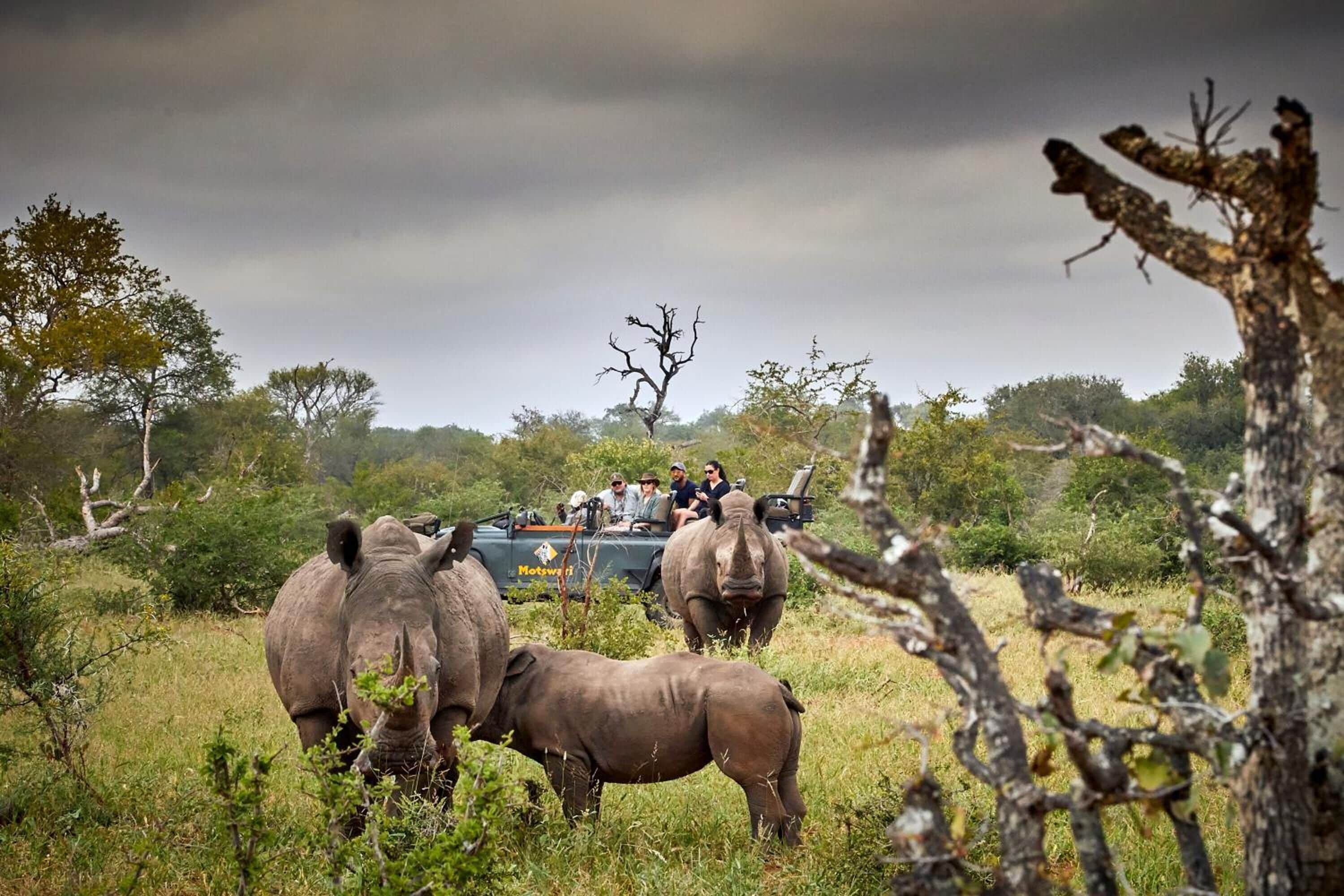 Un véhicule de safari transportant des passagers qui observent la faune, notamment des rhinocéros, dans leur environnement naturel.