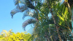 Um jardim tropical com palmeiras, uma estrutura de telhado de palha e um caminho de pedra que leva a uma porta de madeira.