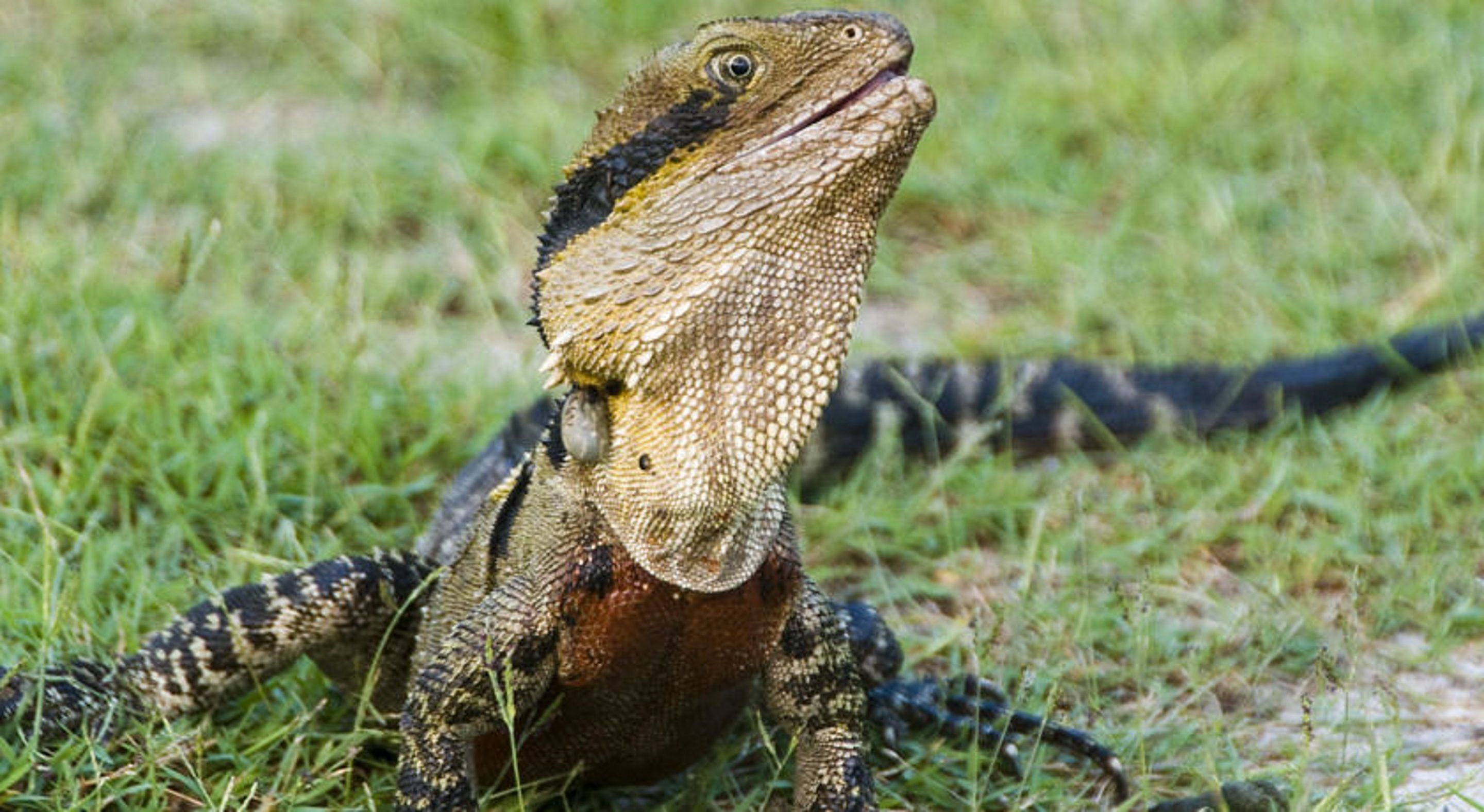 A bearded dragon lizard on grass.