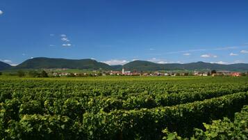 Ein Weinberg mit Reihen von Weinreben und einer Stadt im Hintergrund.