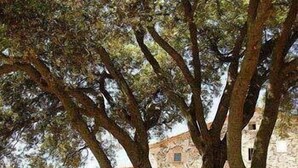 Un edificio de piedra con un árbol grande en la fachada.