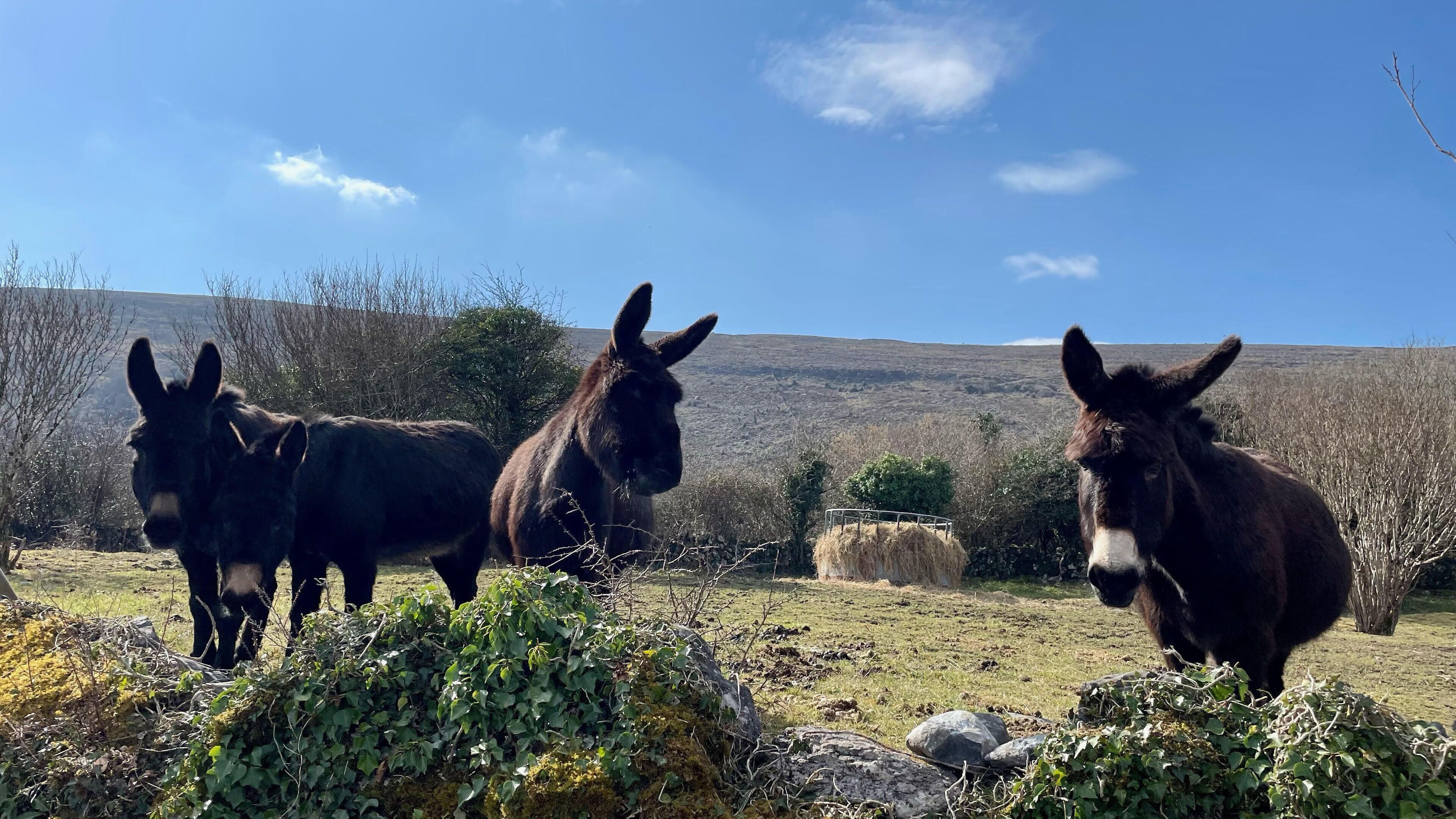 A field with three donkeys and hay bales.