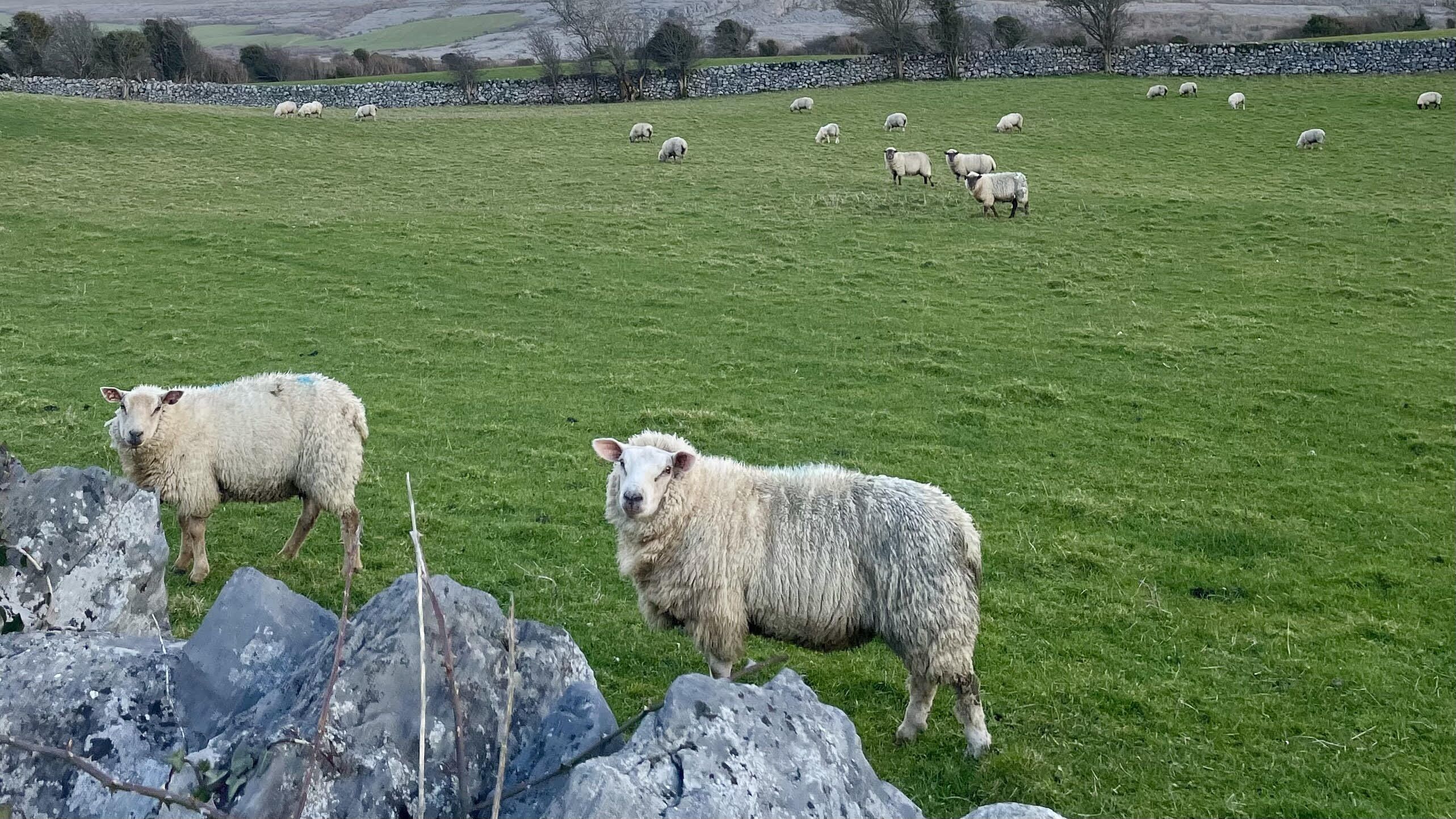 A grassy field with sheep grazing and a stone wall in the background.