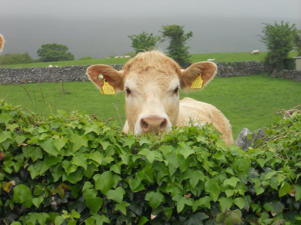 Cappabhaile House by null