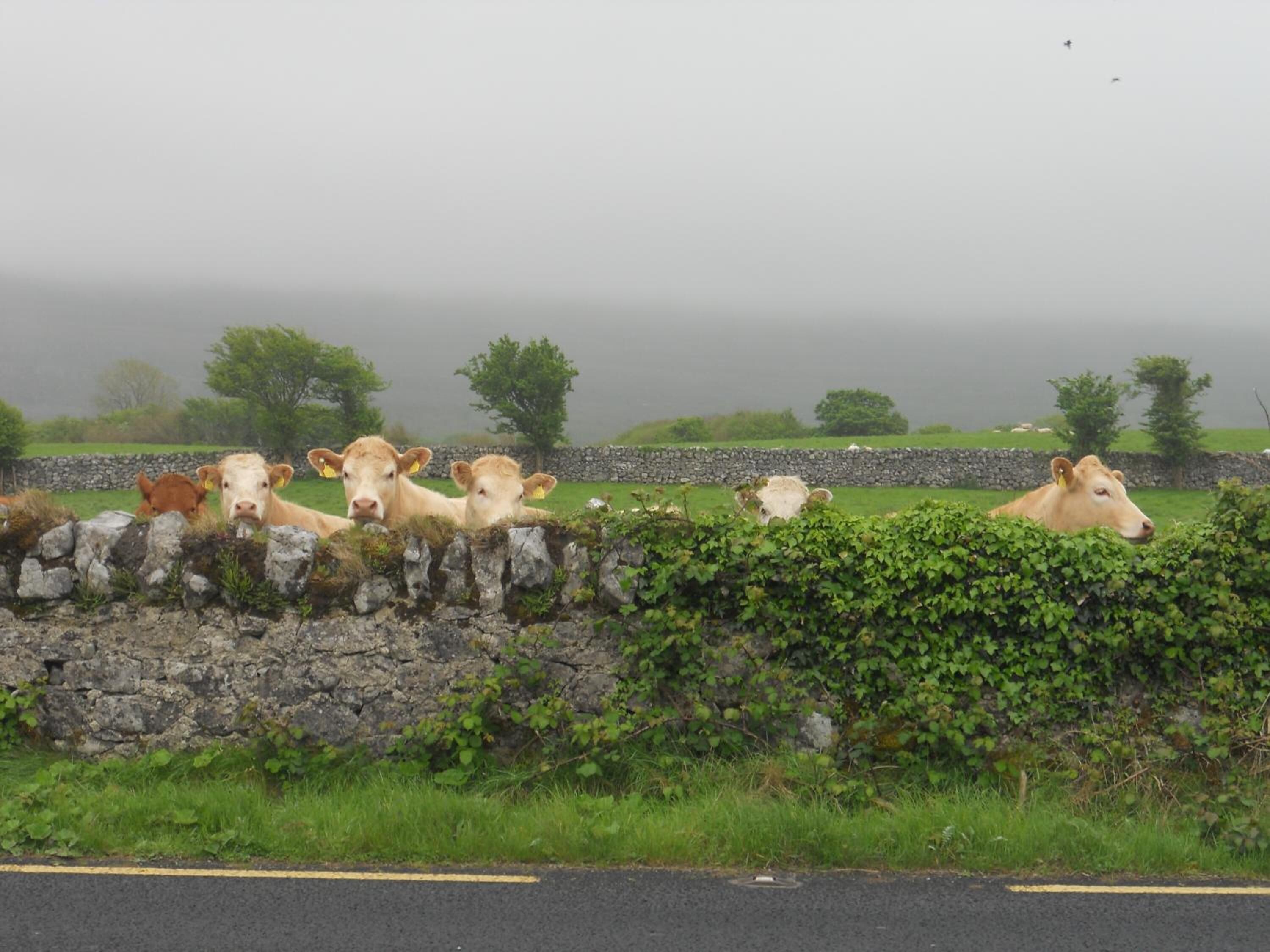 Un mur de pierres derrière lequel se trouvent des vaches au repos, une haie et, au fond, un autre mur de pierres.