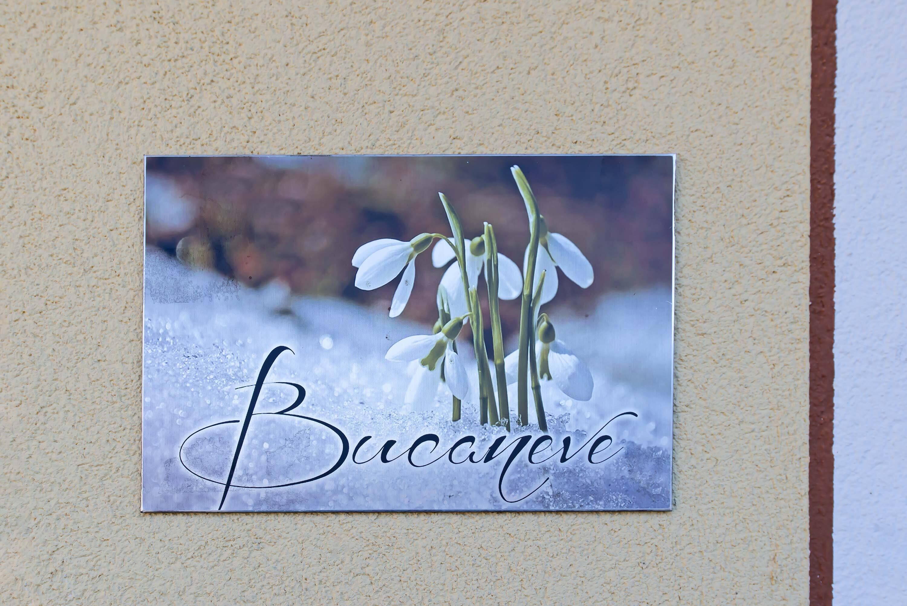 A sign with snowdrops and the word "Bucanare" on a textured wall.