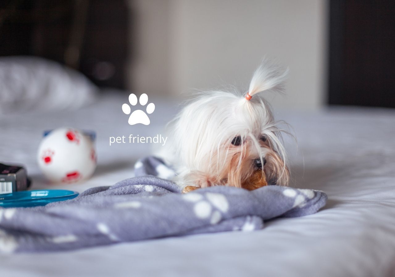 A pet-friendly room with a bed, a blanket, and a pet bed.