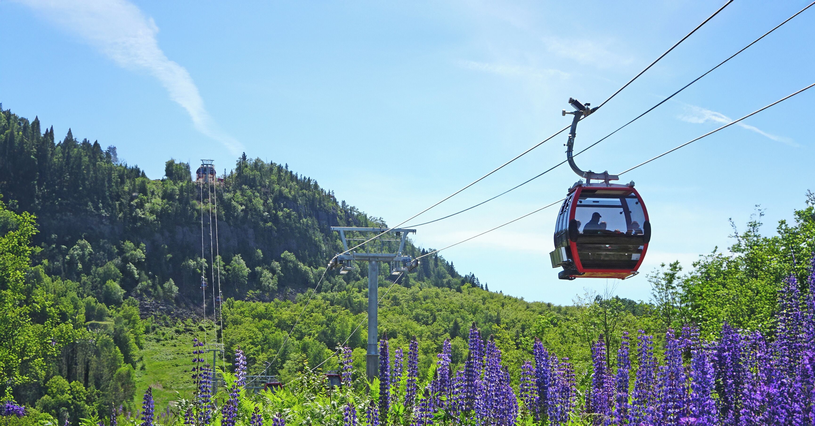 A cable car moving over a lush green landscape with purple flowers and a forested hill in the background.