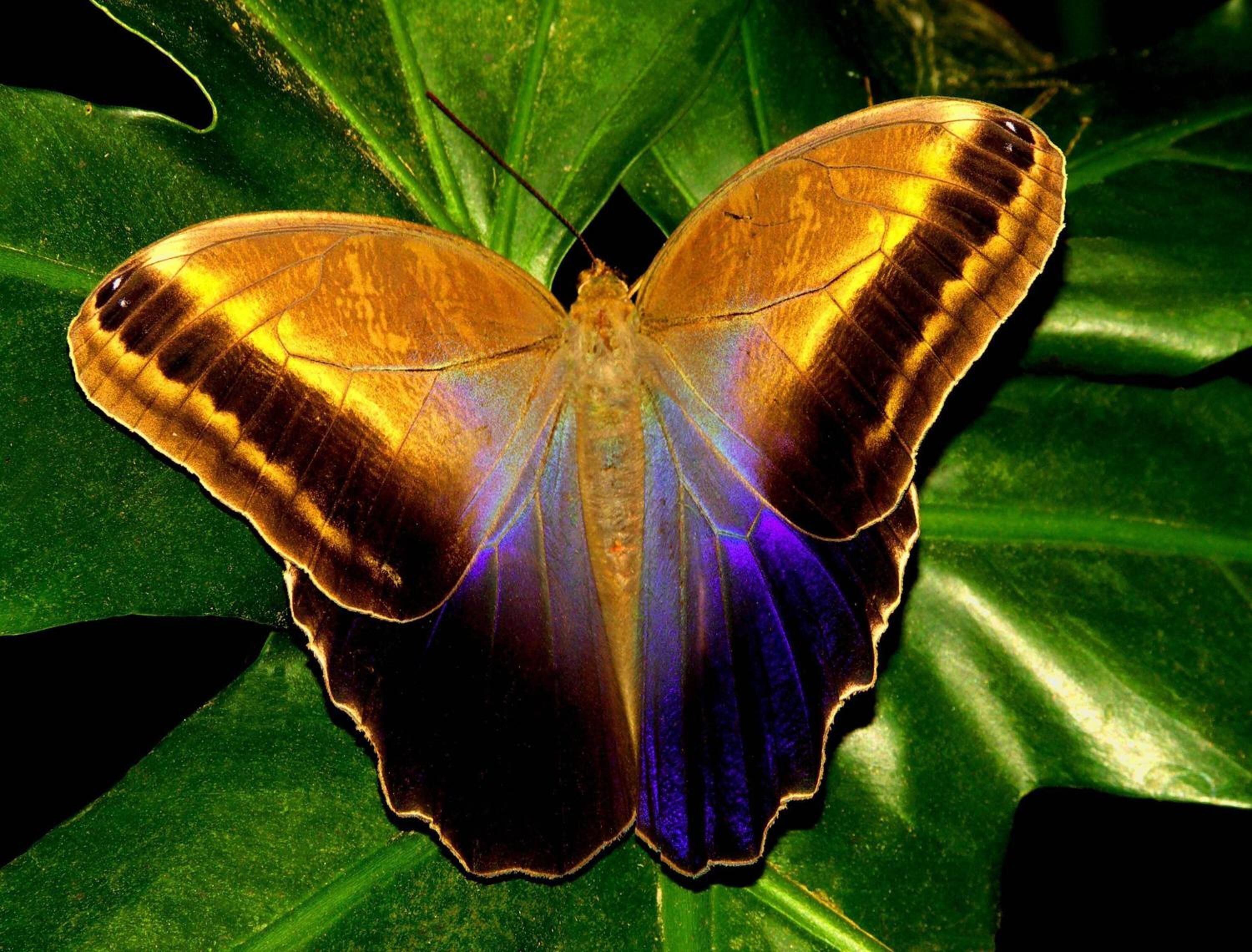 Photo - Hotel Mango Valley