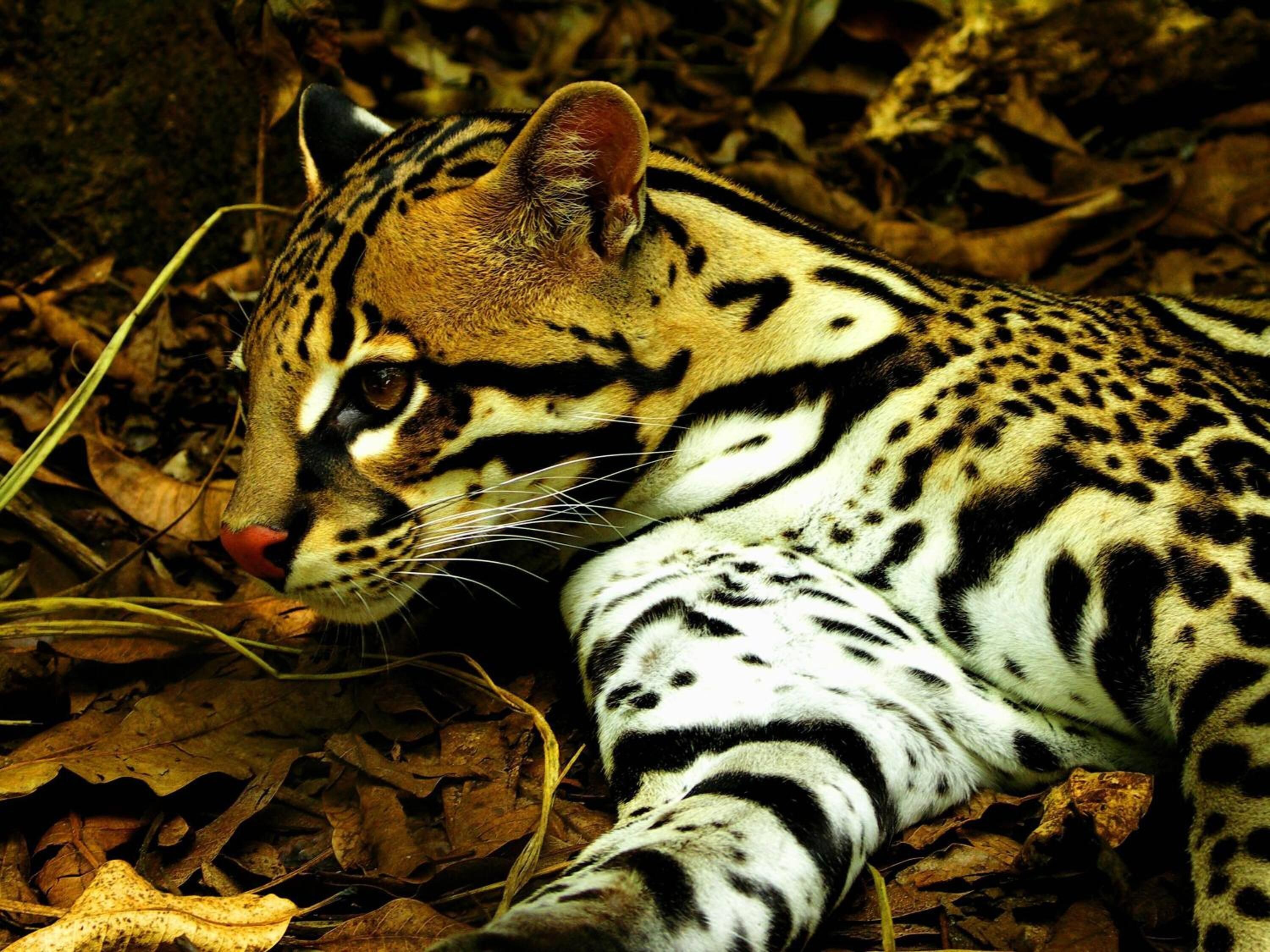 Photo - Hotel Mango Valley